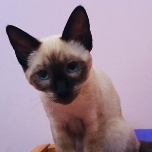 Meet your Posher, Gregoria